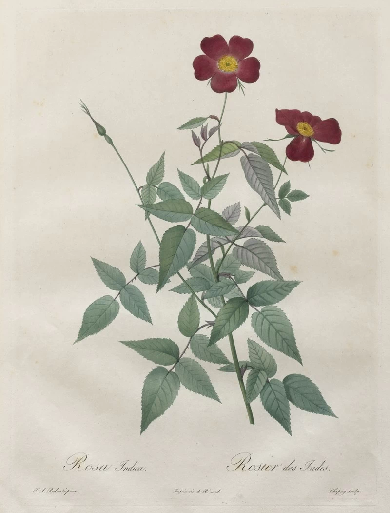 Rosa indica - Cleveland Museum of Art